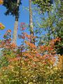 Day 1 - Fall color comes to Washington forests Day 1 - Fall color comes to Washington forests